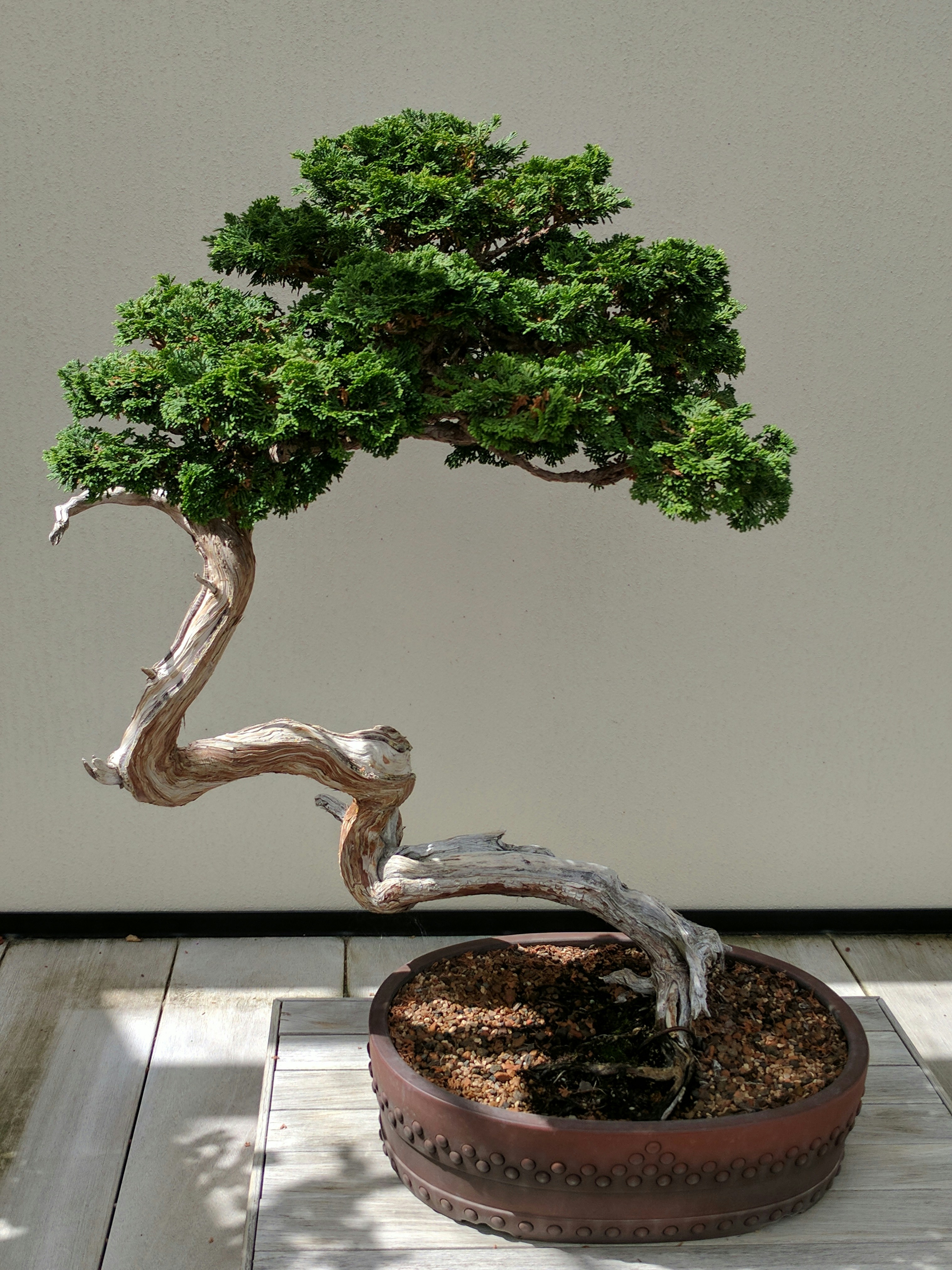 Windswept juniper bonsai tree with exposed deadwood and a curved trunk on display