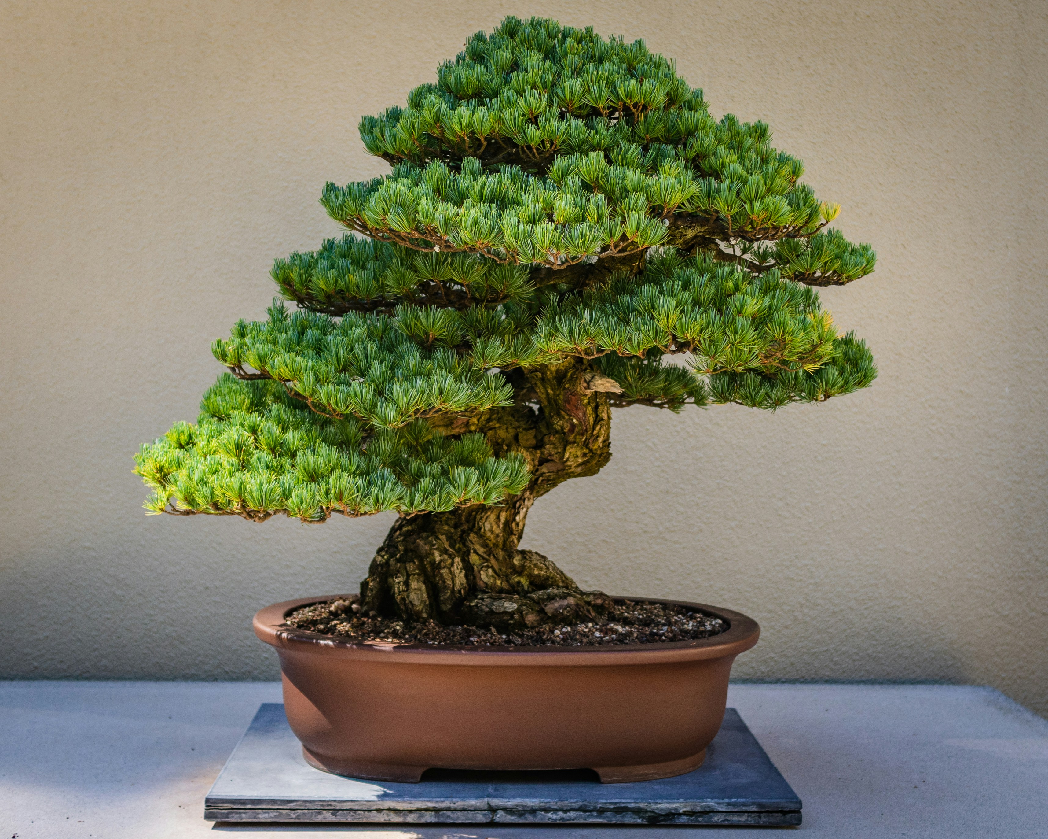 Bonsai tree in a glazed ceramic pot