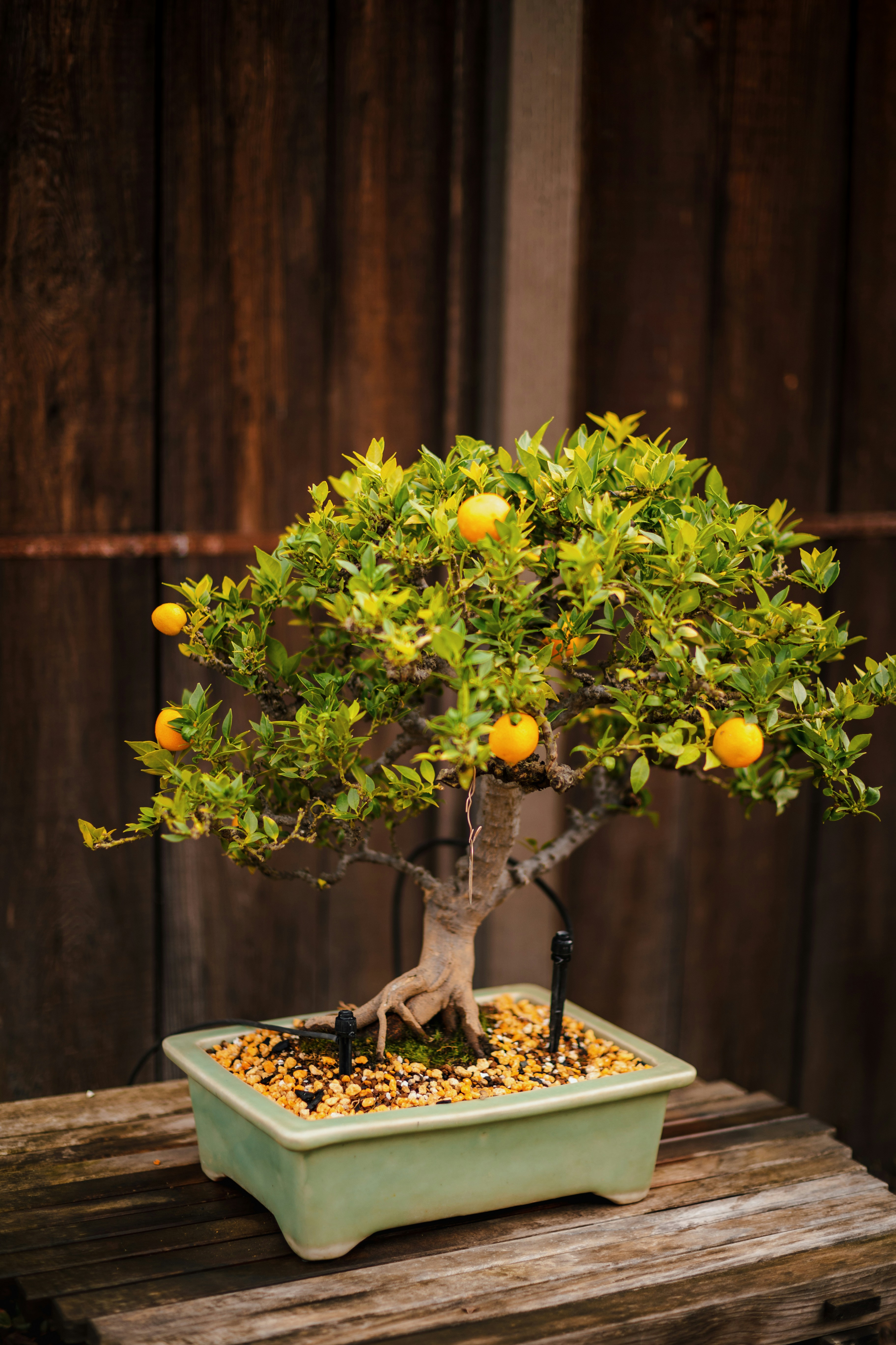 Fruiting bonsai tree with small oranges growing on miniature branches