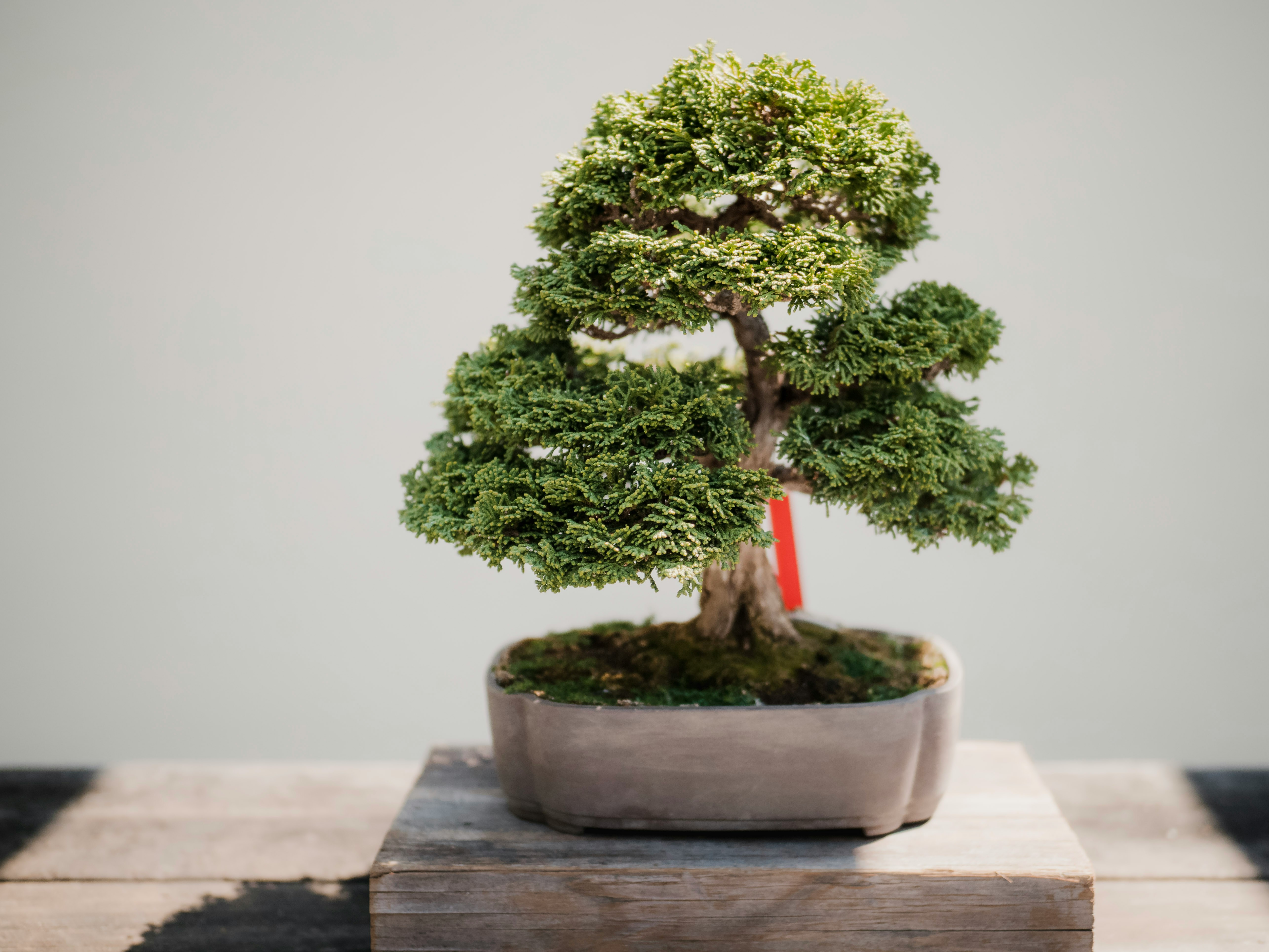 Collection of bonsai trees displayed on wooden shelving in a nursery setting