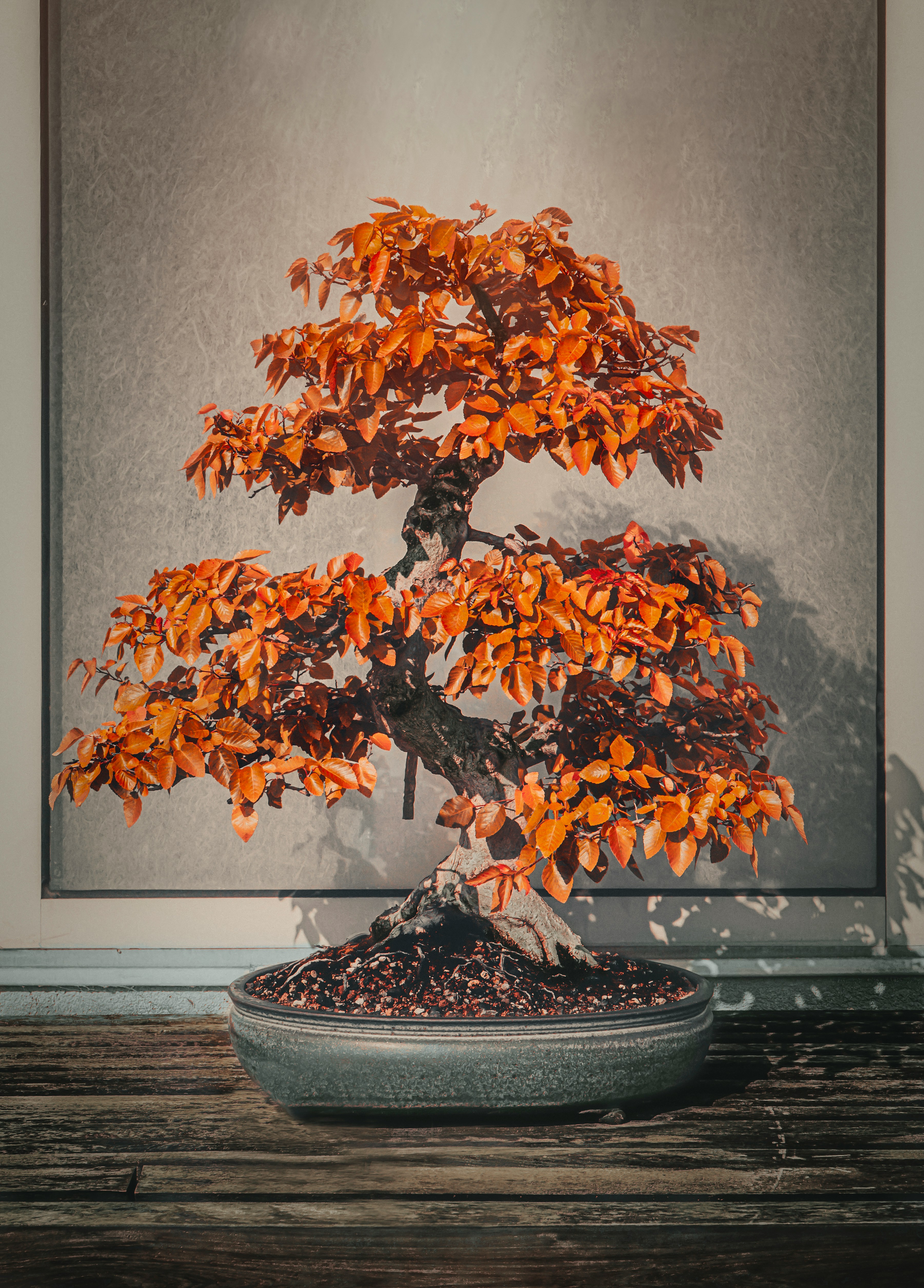 Autumn colored deciduous bonsai tree with orange and copper leaves in a glazed pot