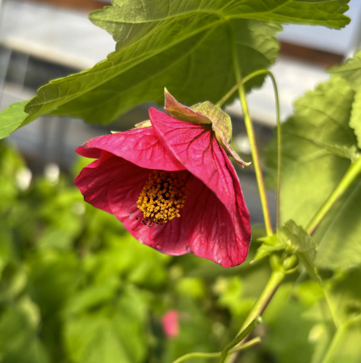 Abutilon (Flowering Maple) plant in garden