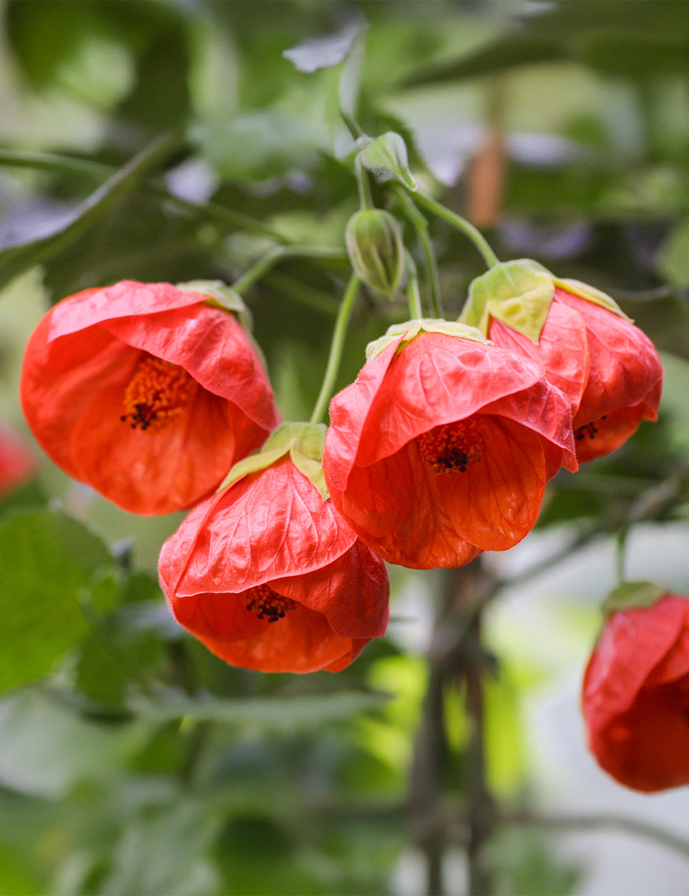 Abutilon (Flowering Maple) close-up detail