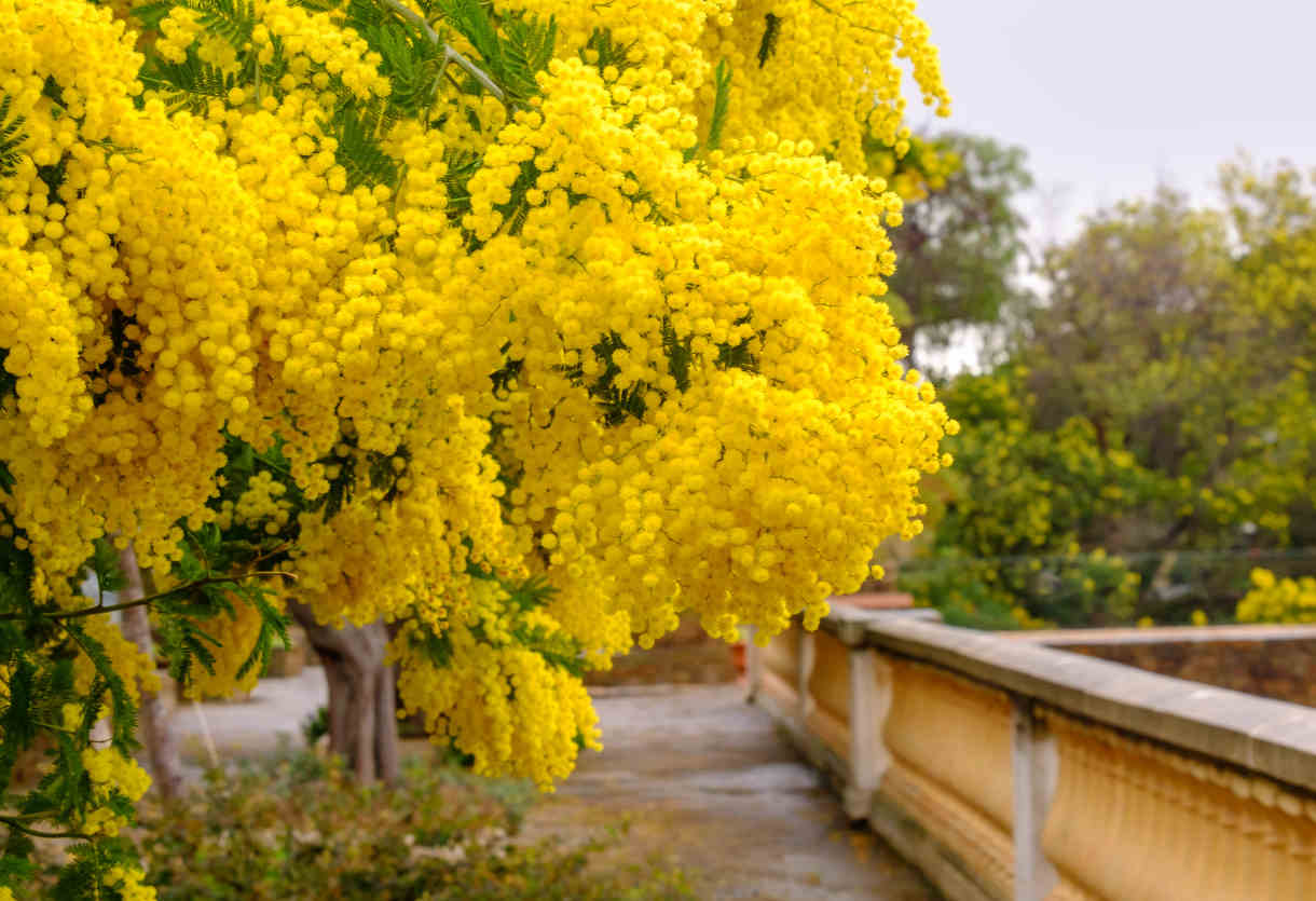 Acacia (Wattle) close-up detail