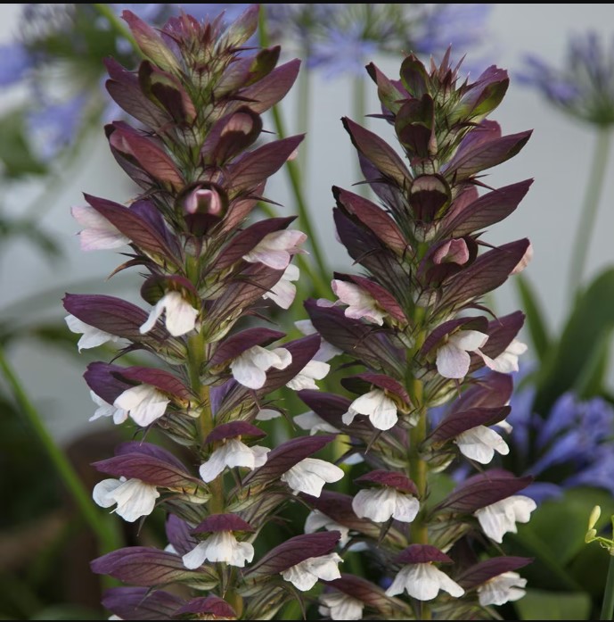 Acanthus (Bear's Breeches) plant in garden