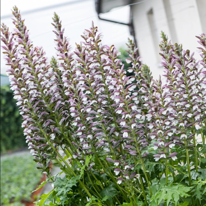 Acanthus (Bear's Breeches) close-up detail