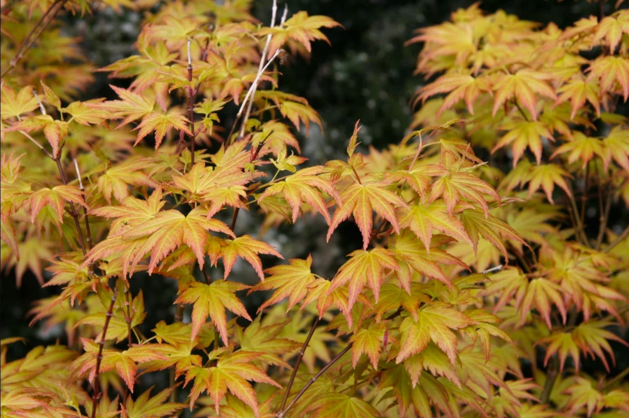 Acer (Maple) plant in garden