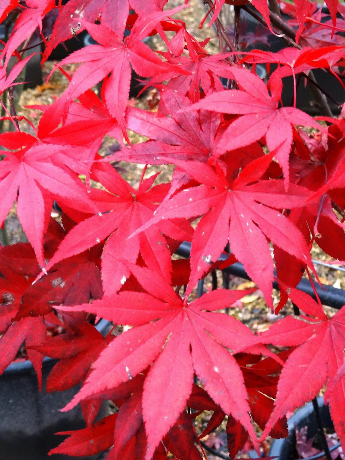 Acer (Maple) close-up detail