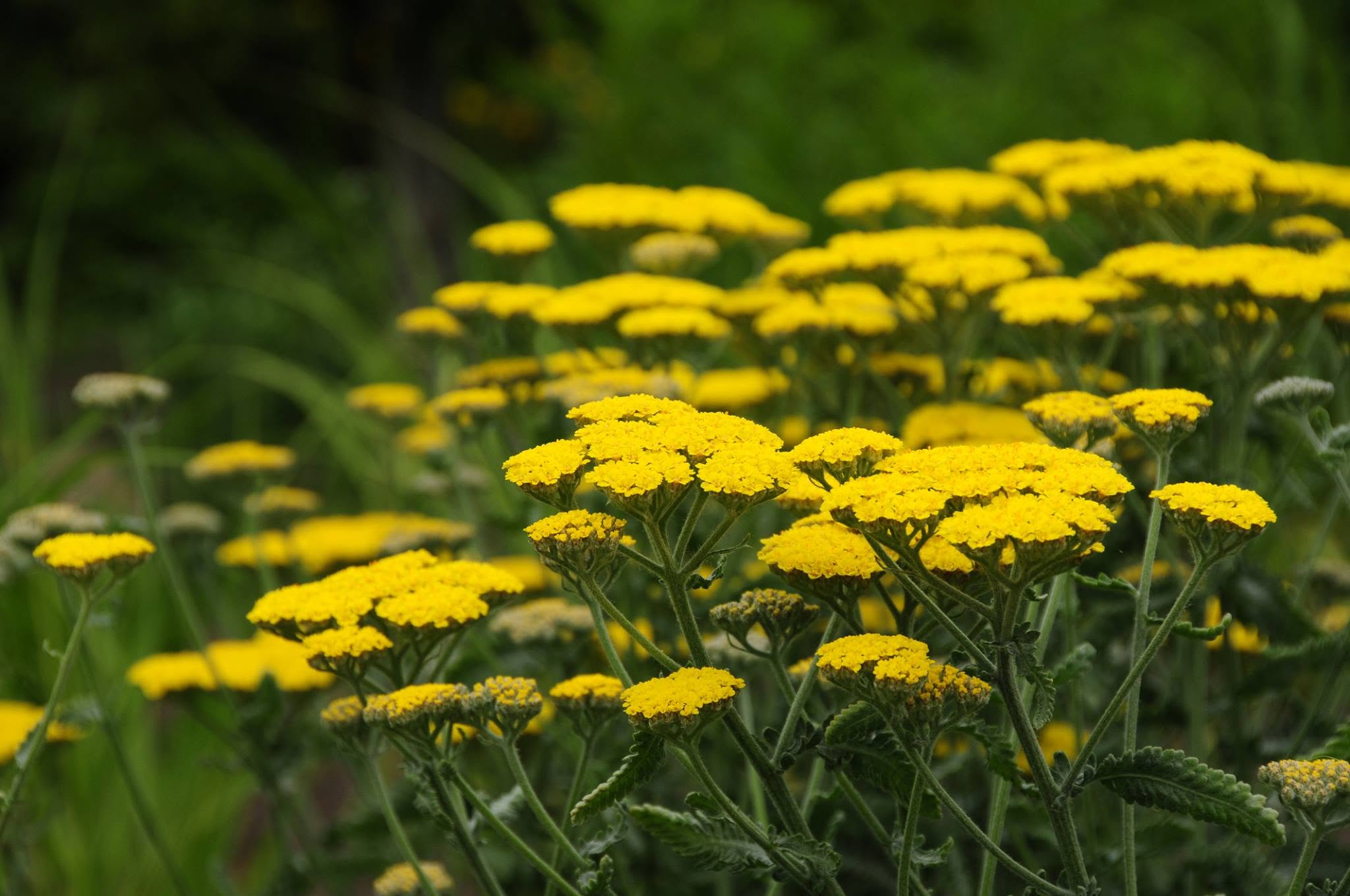 Achillea (Yarrow) plant in garden
