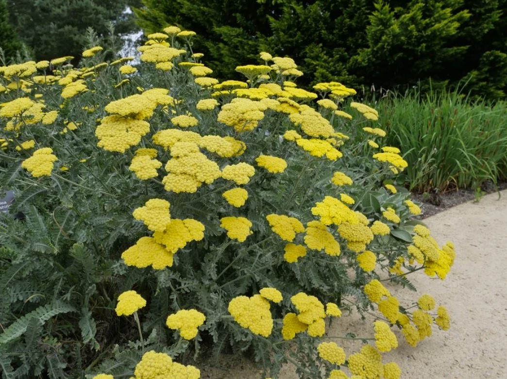 Achillea (Yarrow) close-up detail