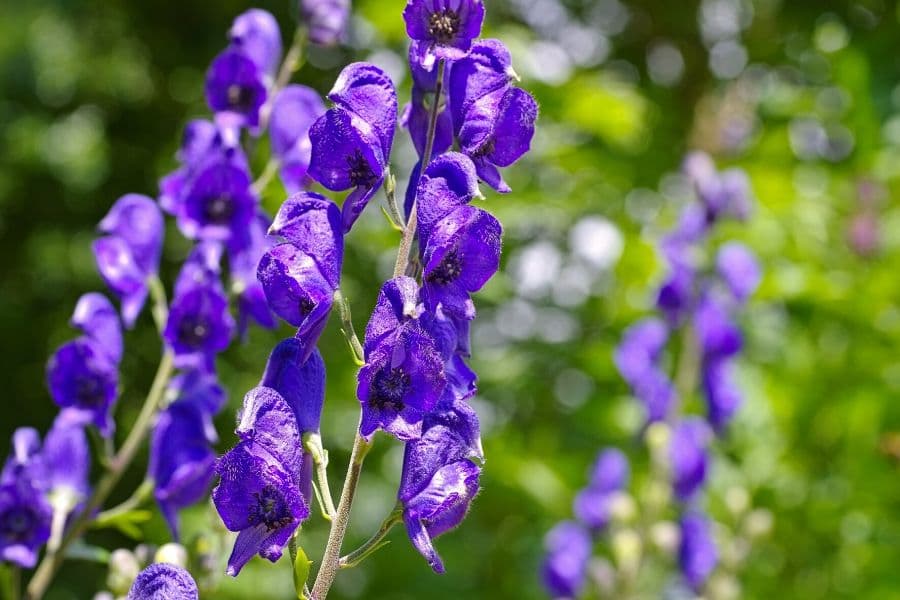 Aconitum (Monkshood) close-up detail
