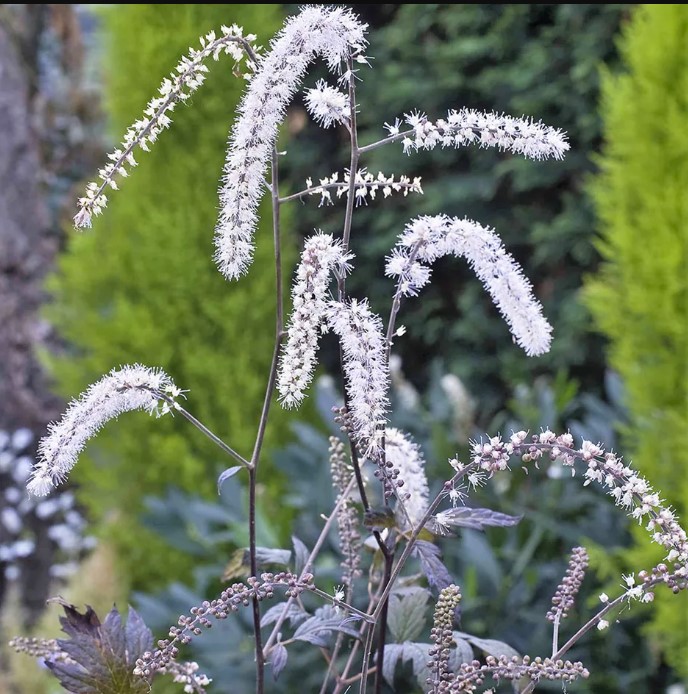 Actaea (Baneberry) plant in garden