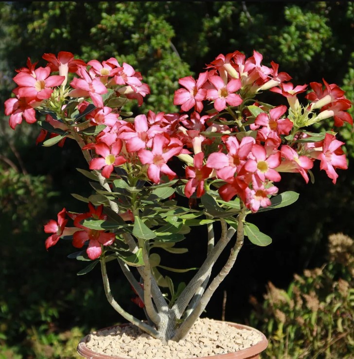 Adenium (Desert Rose) plant in garden