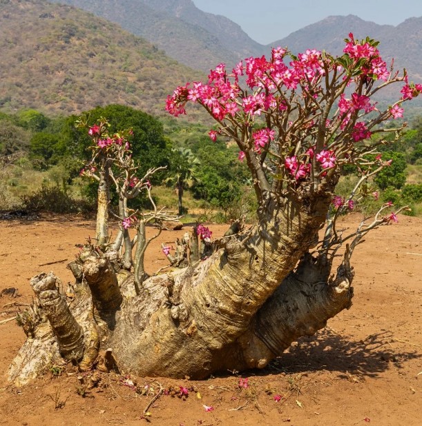 Adenium (Desert Rose) close-up detail