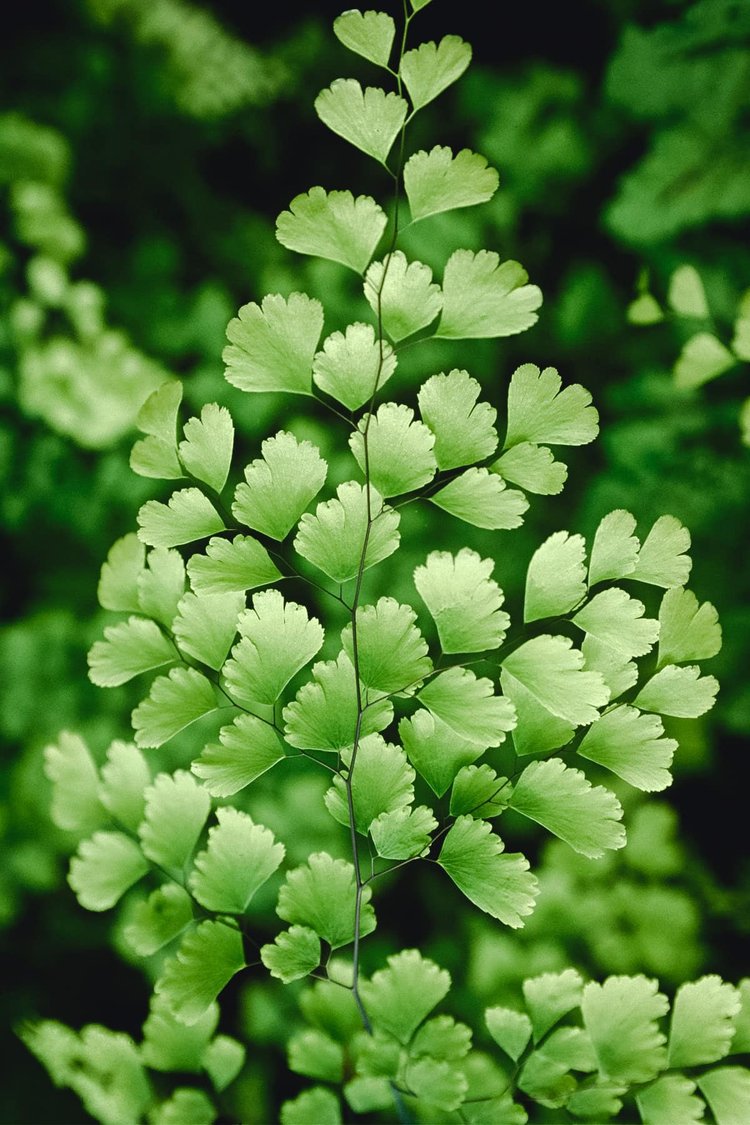 Adiantum (Maidenhair Fern) plant in garden