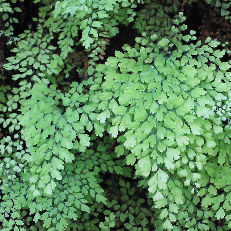 Adiantum (Maidenhair Fern) close-up detail