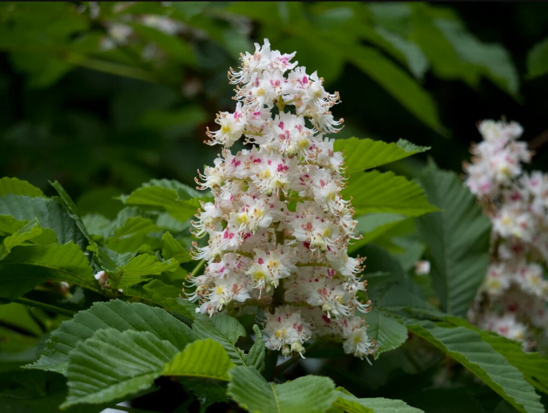 Aesculus (Horse Chestnut) plant in garden