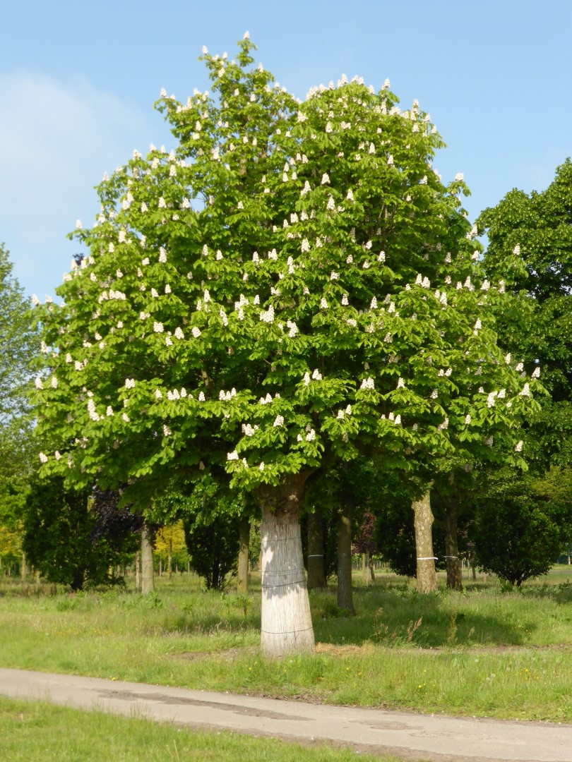 Aesculus (Horse Chestnut) close-up detail