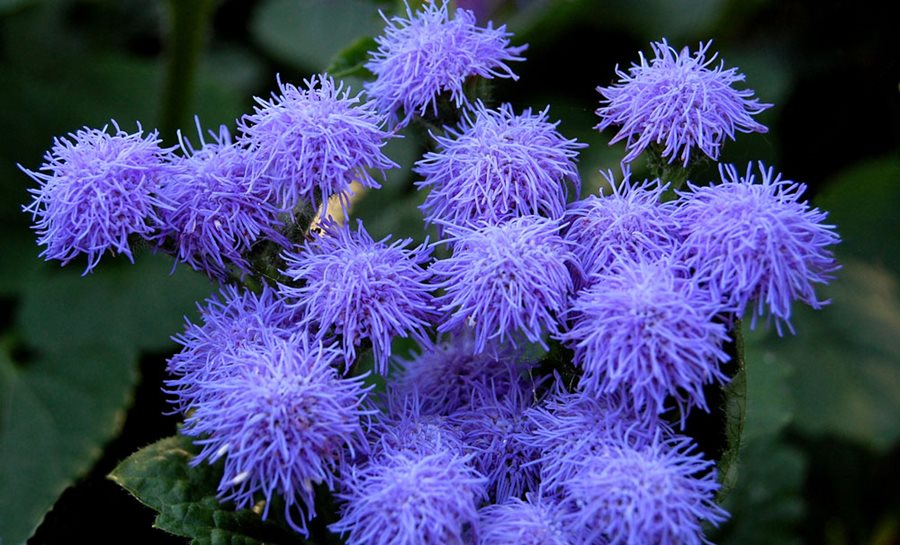 Ageratum (Floss Flower) close-up detail