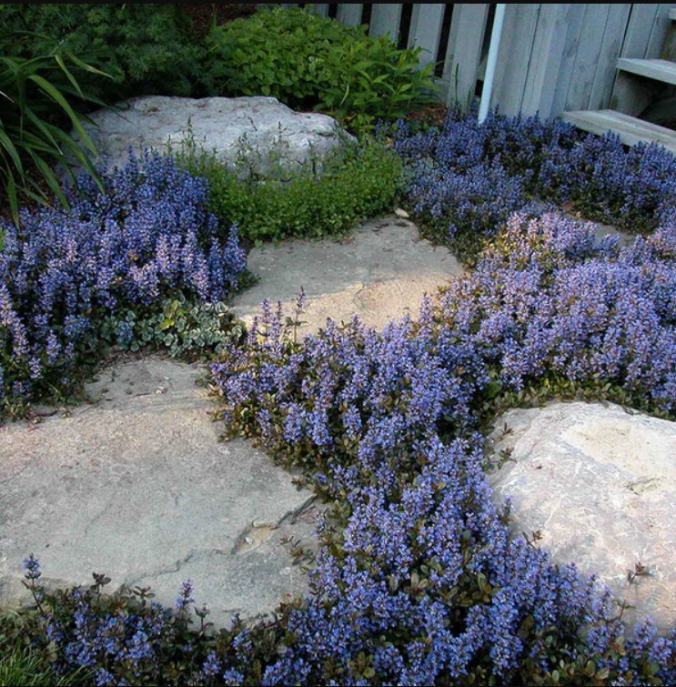 Ajuga (Bugleweed) plant in garden