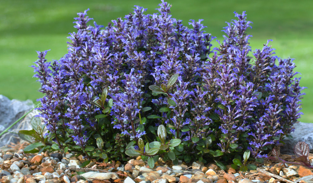 Ajuga (Bugleweed) close-up detail