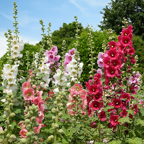 Alcea (Hollyhock) plant in garden