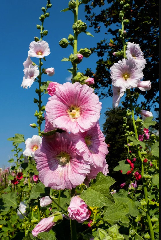 Alcea (Hollyhock) close-up detail