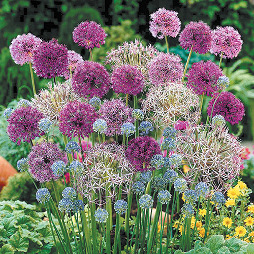 Allium (Ornamental Onion) plant in garden