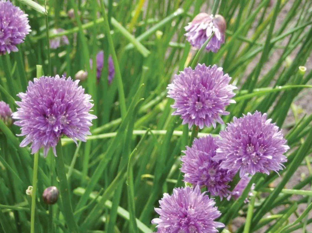 Allium (Ornamental Onion) close-up detail