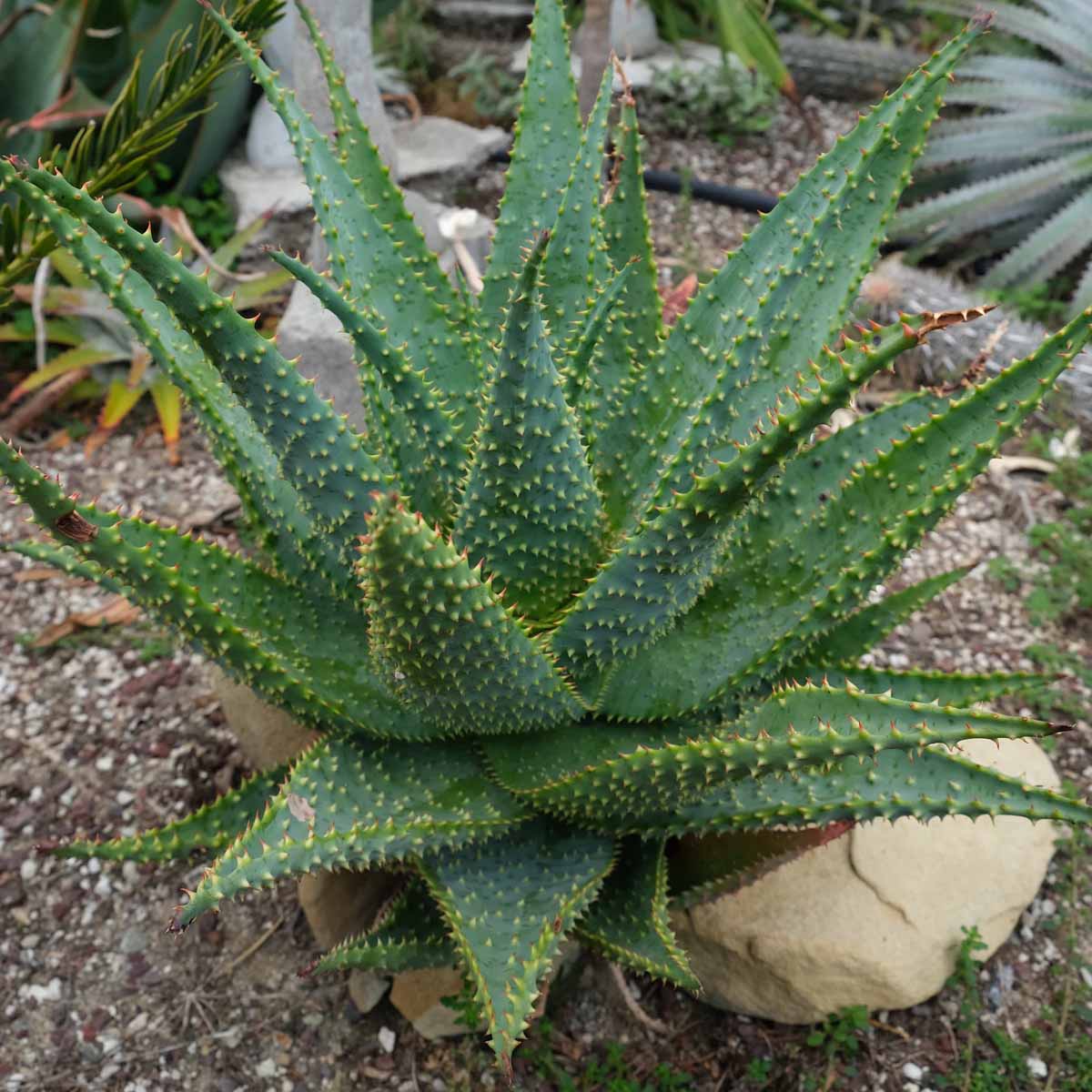 Aloe (Aloe) close-up detail