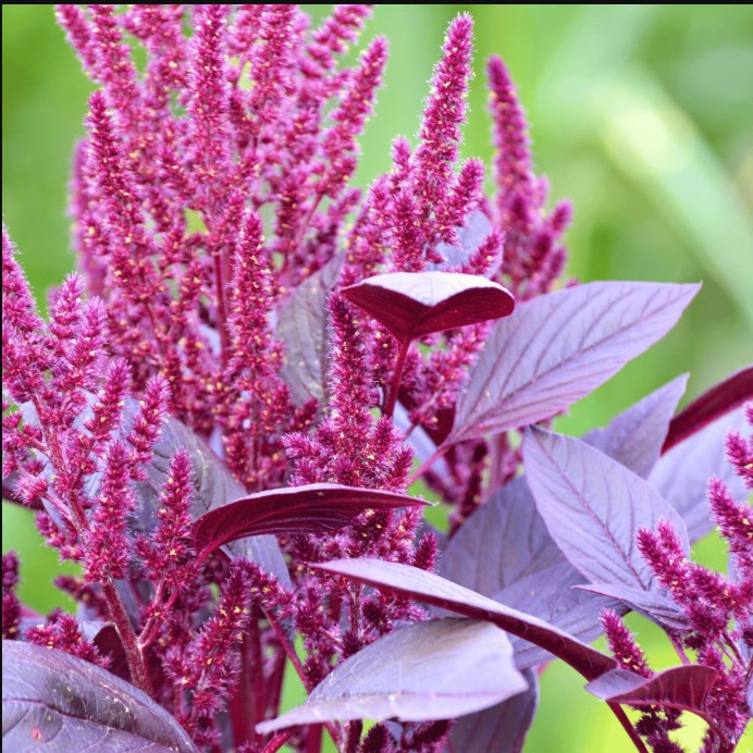 Amaranthus (Love-Lies-Bleeding) plant in garden
