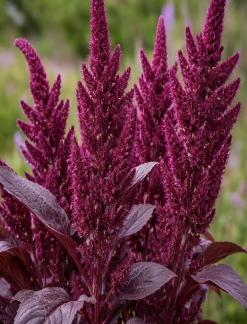 Amaranthus (Love-Lies-Bleeding) close-up detail