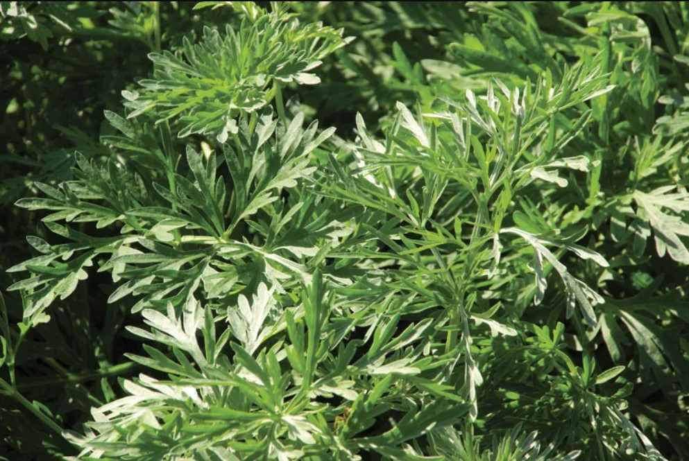 Artemisia (Wormwood) plant in garden