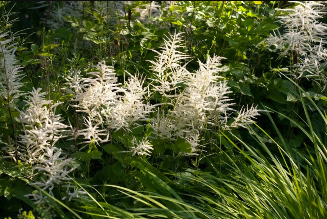 Aruncus (Goat's Beard) plant in garden