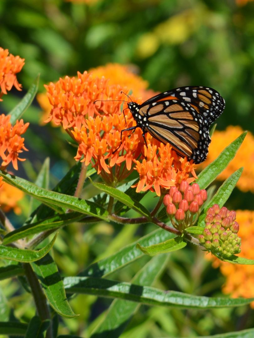Asclepias (Milkweed) close-up detail