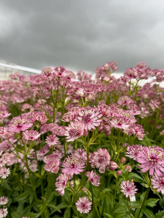 Astrantia (Masterwort) plant in garden