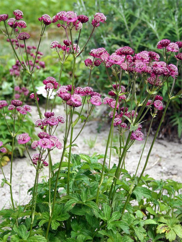 Astrantia (Masterwort) close-up detail