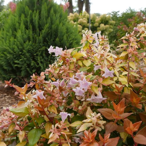 Abelia (Abelia) plant in garden