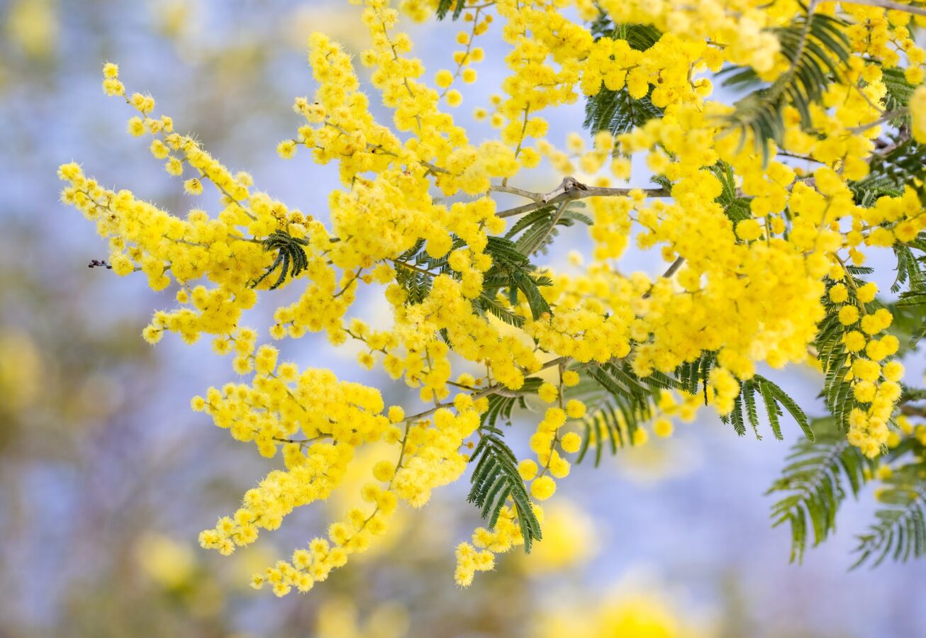 Acacia (Wattle) plant in garden