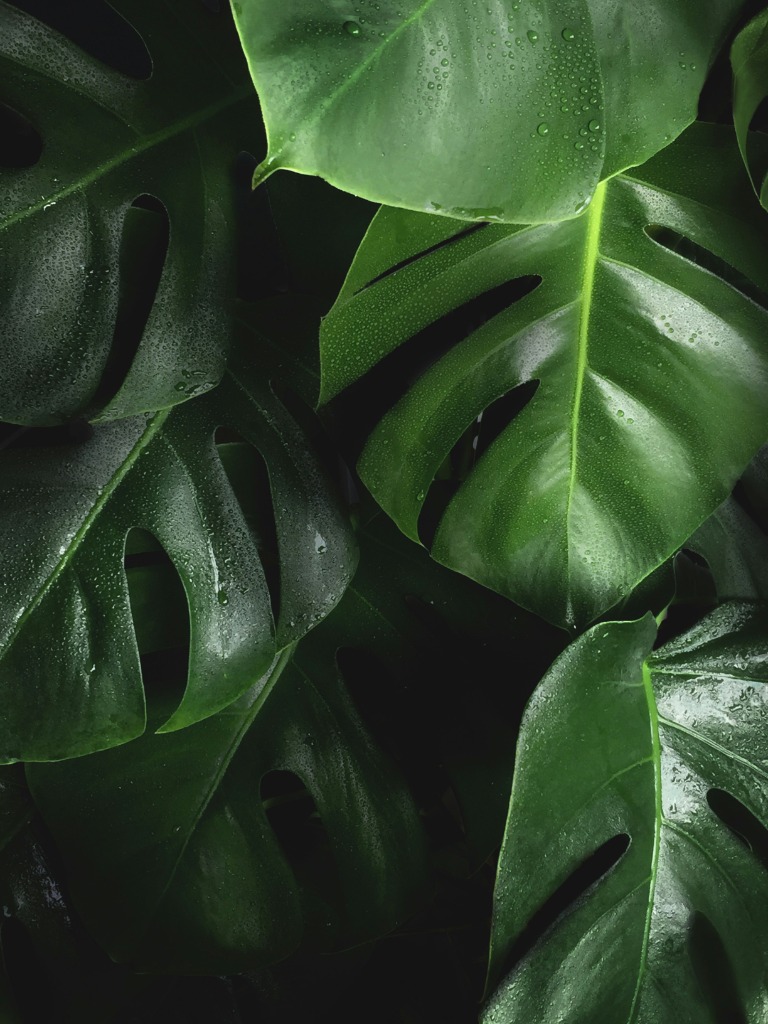 Botanical plants and garden flowers